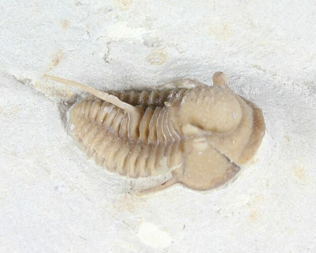 Scare Cyphaspis Carrolli Trilobite - Oklahoma #50972